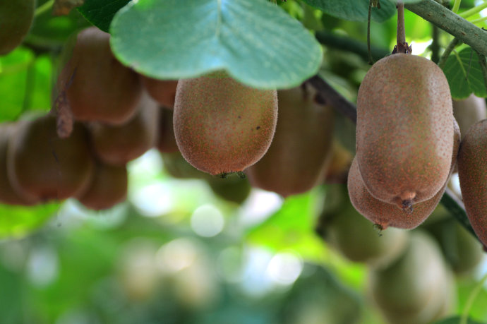 为什么这几年大家都在种植博山碧玉猕猴桃，从三个方面分析